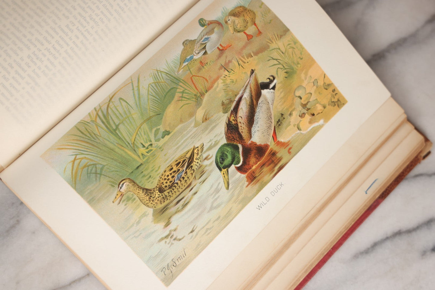 Lot 001 - "Library Of Natural History" Five Volume Antique Book Set Edited By Richard Lydekker Profusely Illustrated With Colored Plates And Two Thousand Engravings Across The Volumes, The Saalfield Publishing Company, New York, Akron, And Chicago, 1904