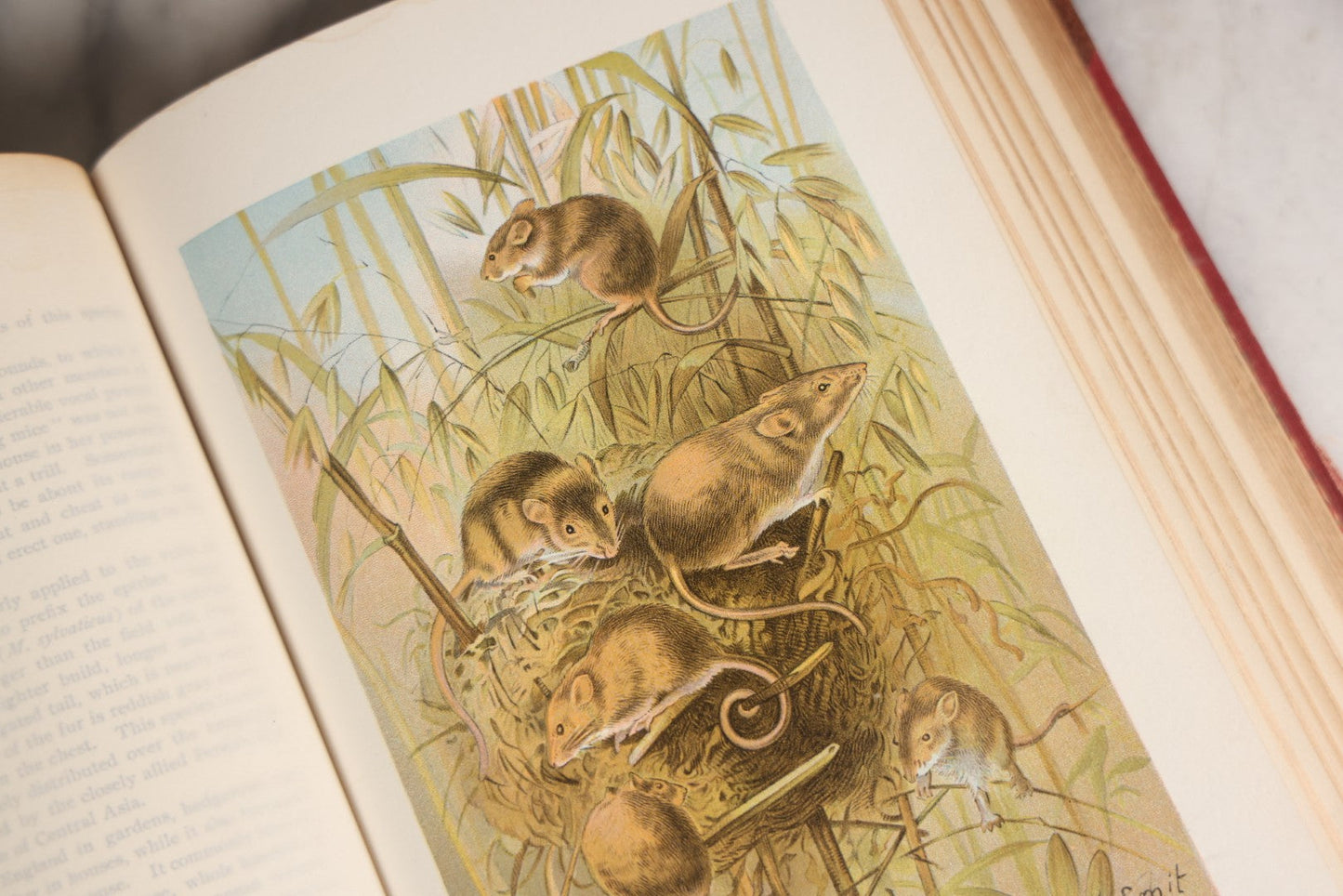 Lot 001 - "Library Of Natural History" Five Volume Antique Book Set Edited By Richard Lydekker Profusely Illustrated With Colored Plates And Two Thousand Engravings Across The Volumes, The Saalfield Publishing Company, New York, Akron, And Chicago, 1904