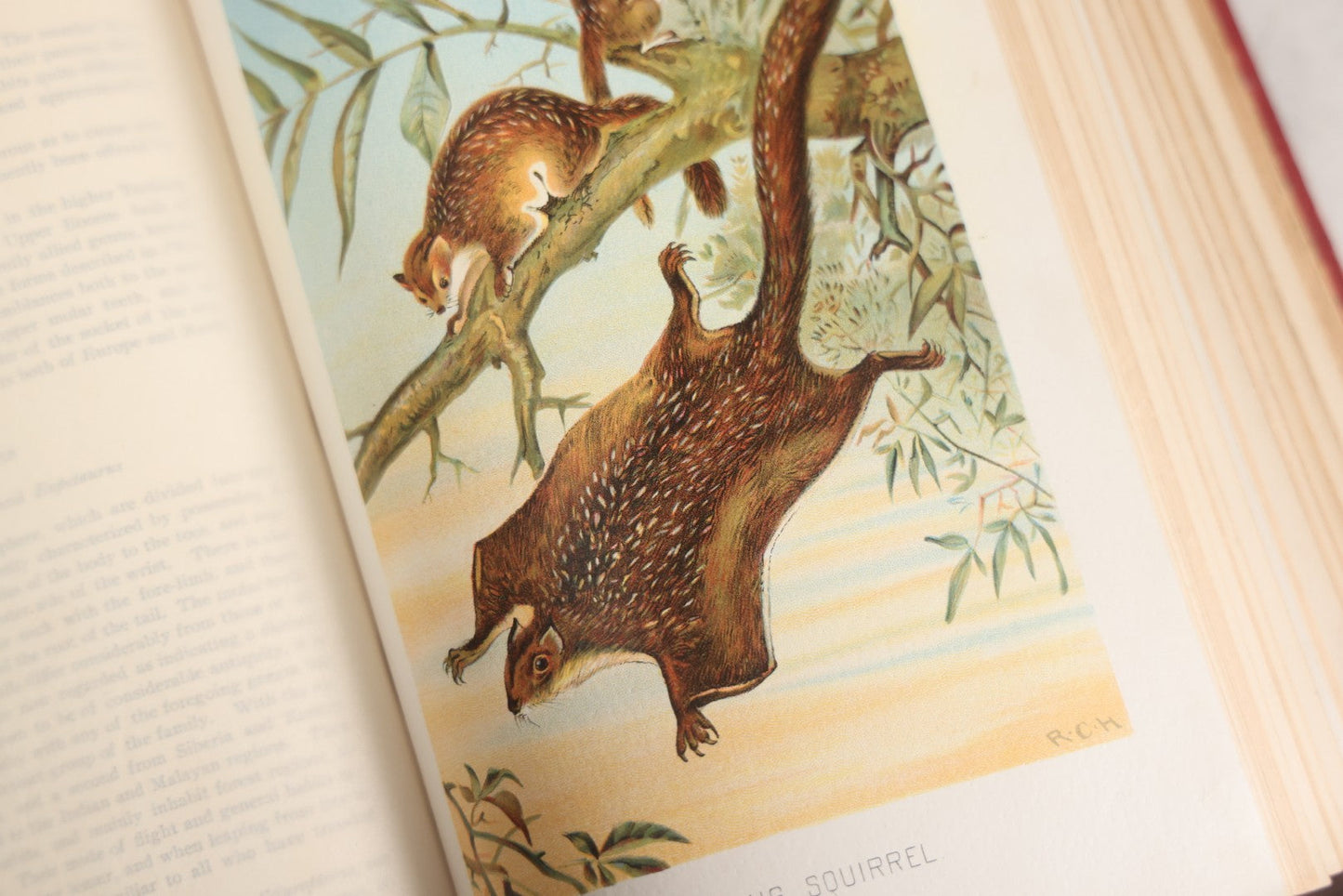 Lot 001 - "Library Of Natural History" Five Volume Antique Book Set Edited By Richard Lydekker Profusely Illustrated With Colored Plates And Two Thousand Engravings Across The Volumes, The Saalfield Publishing Company, New York, Akron, And Chicago, 1904