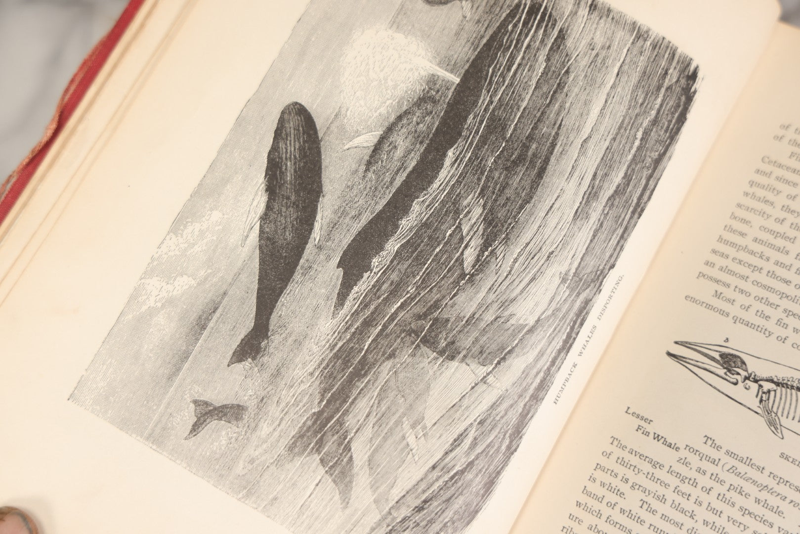 Lot 001 - "Library Of Natural History" Five Volume Antique Book Set Edited By Richard Lydekker Profusely Illustrated With Colored Plates And Two Thousand Engravings Across The Volumes, The Saalfield Publishing Company, New York, Akron, And Chicago, 1904