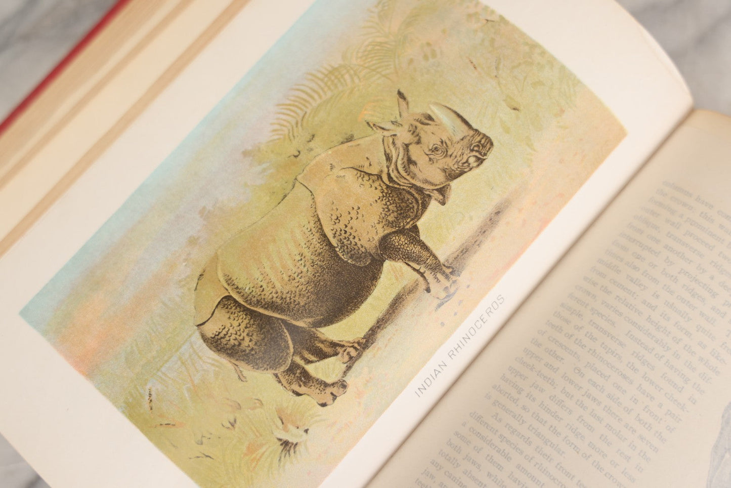 Lot 001 - "Library Of Natural History" Five Volume Antique Book Set Edited By Richard Lydekker Profusely Illustrated With Colored Plates And Two Thousand Engravings Across The Volumes, The Saalfield Publishing Company, New York, Akron, And Chicago, 1904