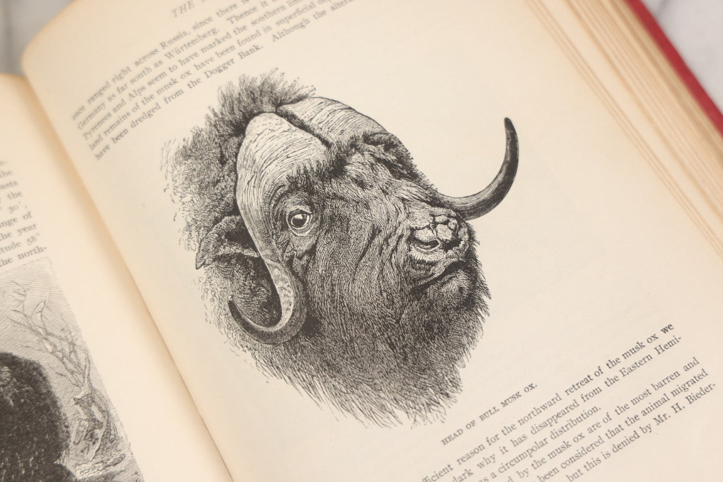 Lot 001 - "Library Of Natural History" Five Volume Antique Book Set Edited By Richard Lydekker Profusely Illustrated With Colored Plates And Two Thousand Engravings Across The Volumes, The Saalfield Publishing Company, New York, Akron, And Chicago, 1904