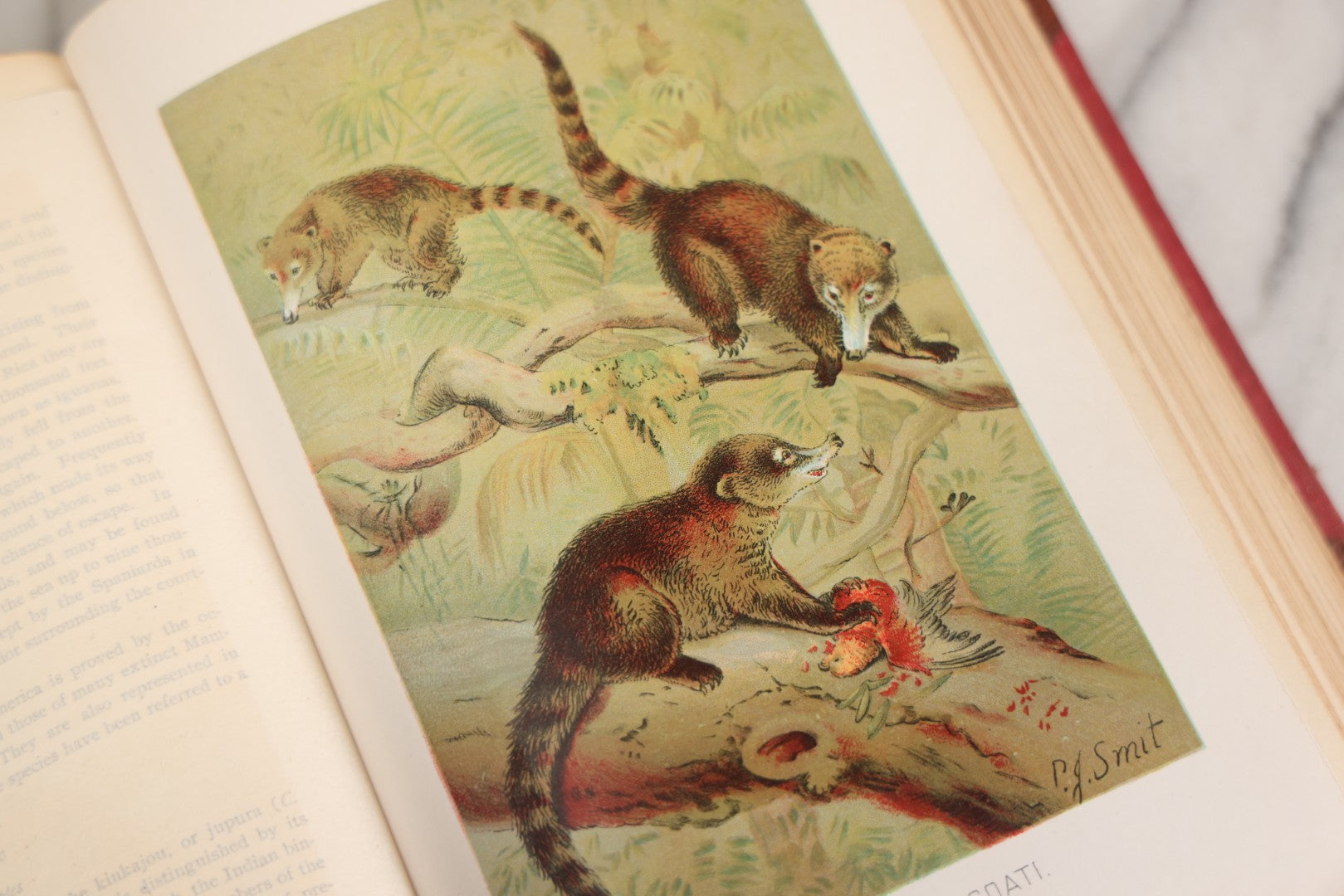 Lot 001 - "Library Of Natural History" Five Volume Antique Book Set Edited By Richard Lydekker Profusely Illustrated With Colored Plates And Two Thousand Engravings Across The Volumes, The Saalfield Publishing Company, New York, Akron, And Chicago, 1904