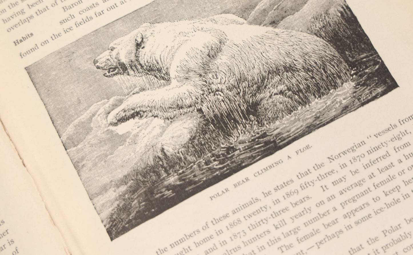 Lot 001 - "Library Of Natural History" Five Volume Antique Book Set Edited By Richard Lydekker Profusely Illustrated With Colored Plates And Two Thousand Engravings Across The Volumes, The Saalfield Publishing Company, New York, Akron, And Chicago, 1904