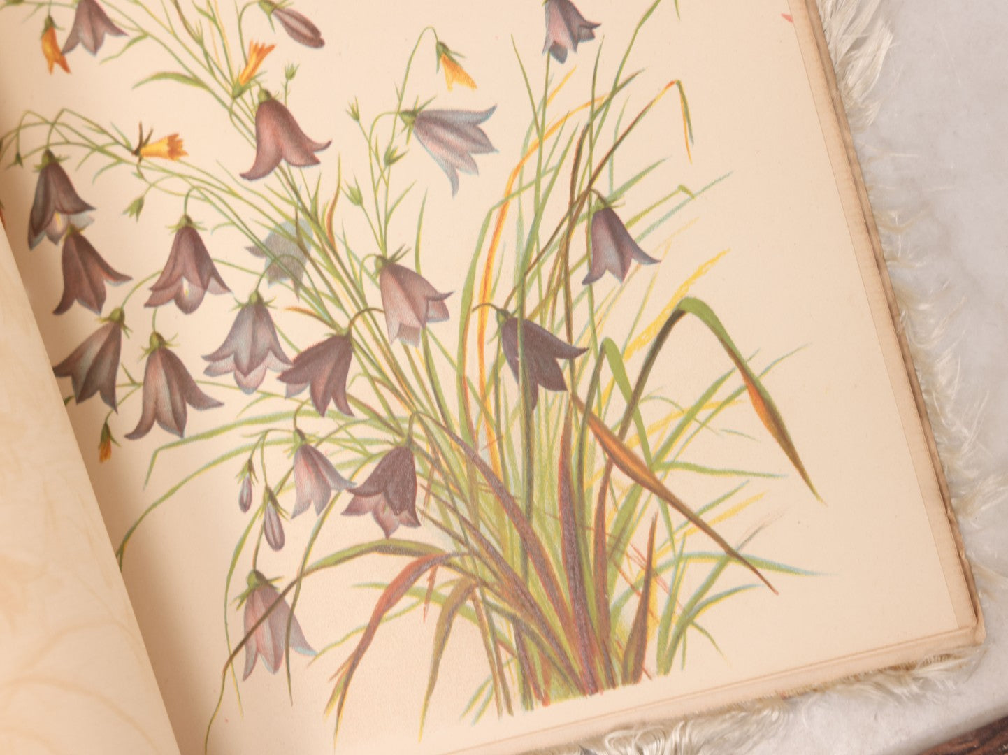 Lot 117 - Four Piece Antique Lithographed Ephemera Grouping With Fuzzy Fringe Including "Maple Leaves And Goldenrod" Illustrated Poetry Book And Three Christmas Cards