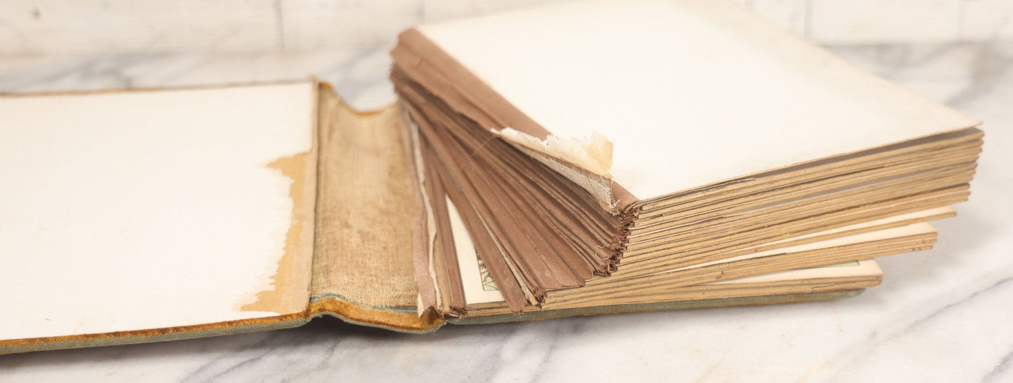 Lot 011 - Antique Victorian Photo Album With Yellow Velvet Cover, Celluloid Shell Decoration With Crab, Containing 28 Cabinet Card And Twelve C.D.V. Photographs, Including Co-Ed Class Photo, Little Girl Holding Bisque Doll, Note Binding Completely Shot