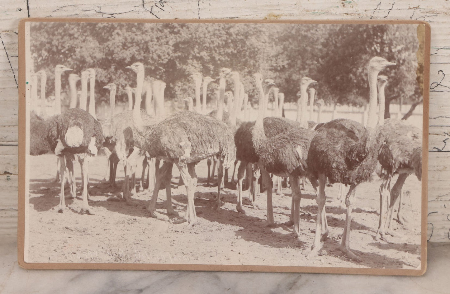 Lot 082 - Large Size Antique Cabinet Card Photograph Of Group Of Ostriches From South Pasadena Ostrich Farm, "One Hundred Gigantic Birds Of All Ages," Edwin Cawston, South Pasadena, California