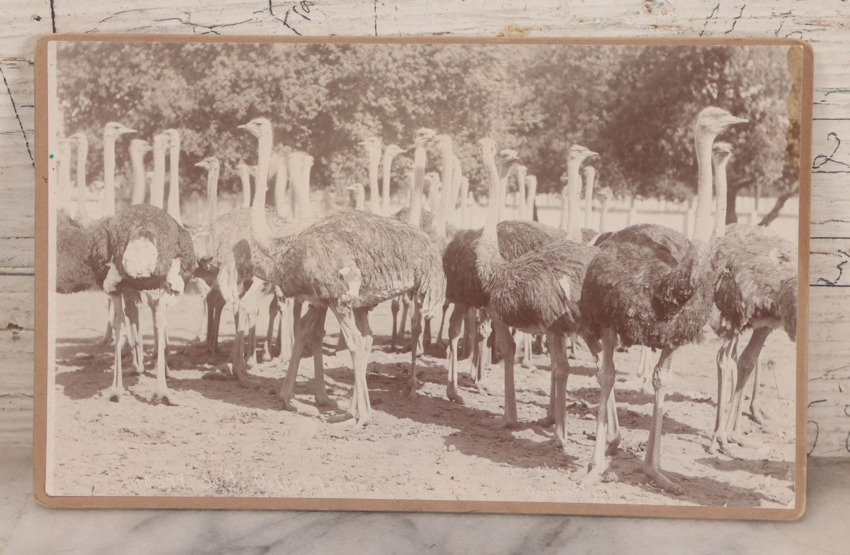 Lot 082 - Large Size Antique Cabinet Card Photograph Of Group Of Ostriches From South Pasadena Ostrich Farm, "One Hundred Gigantic Birds Of All Ages," Edwin Cawston, South Pasadena, California