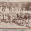 Lot 082 - Large Size Antique Cabinet Card Photograph Of Group Of Ostriches From South Pasadena Ostrich Farm, "One Hundred Gigantic Birds Of All Ages," Edwin Cawston, South Pasadena, California