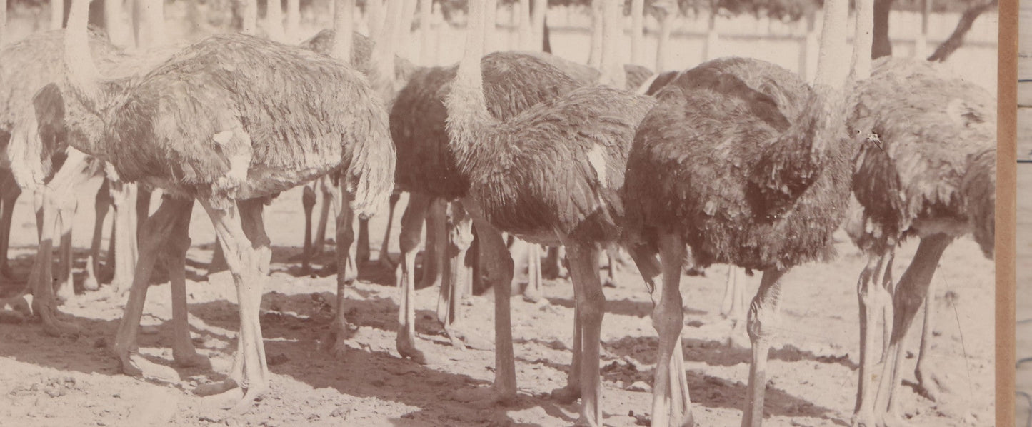 Lot 082 - Large Size Antique Cabinet Card Photograph Of Group Of Ostriches From South Pasadena Ostrich Farm, "One Hundred Gigantic Birds Of All Ages," Edwin Cawston, South Pasadena, California