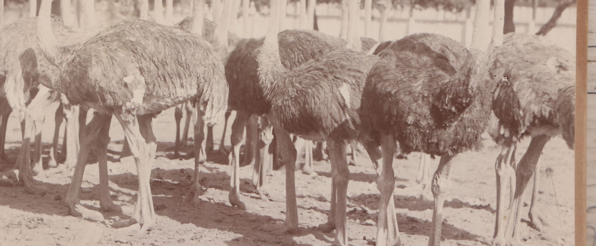Lot 082 - Large Size Antique Cabinet Card Photograph Of Group Of Ostriches From South Pasadena Ostrich Farm, "One Hundred Gigantic Birds Of All Ages," Edwin Cawston, South Pasadena, California