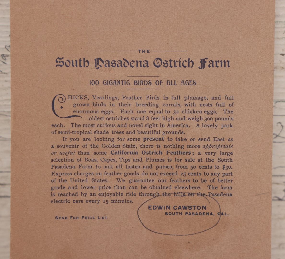 Lot 082 - Large Size Antique Cabinet Card Photograph Of Group Of Ostriches From South Pasadena Ostrich Farm, "One Hundred Gigantic Birds Of All Ages," Edwin Cawston, South Pasadena, California