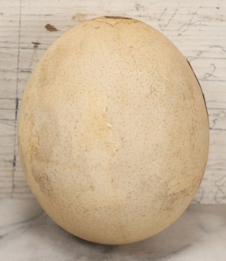 Lot 017 - Antique Genuine Ostrich Egg Specimen With Two Applied Victorian Die Cut Scraps Of Cheeky Caricatures, Note Originally Had More Scraps Attached, As Found