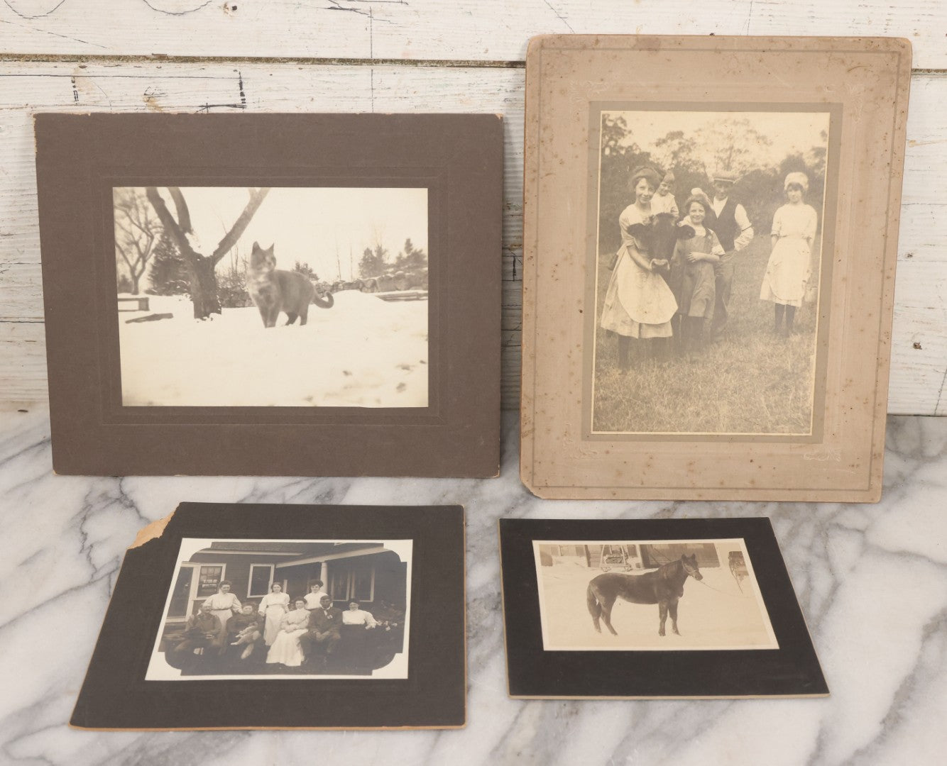 Lot 065 - Grouping Of Four Antique Boarded Photographs Of People And Animals Including Cat In Snow, Cow Being Hugged By Children, Fluffy Cat Photographed With Its Family, Black Horse