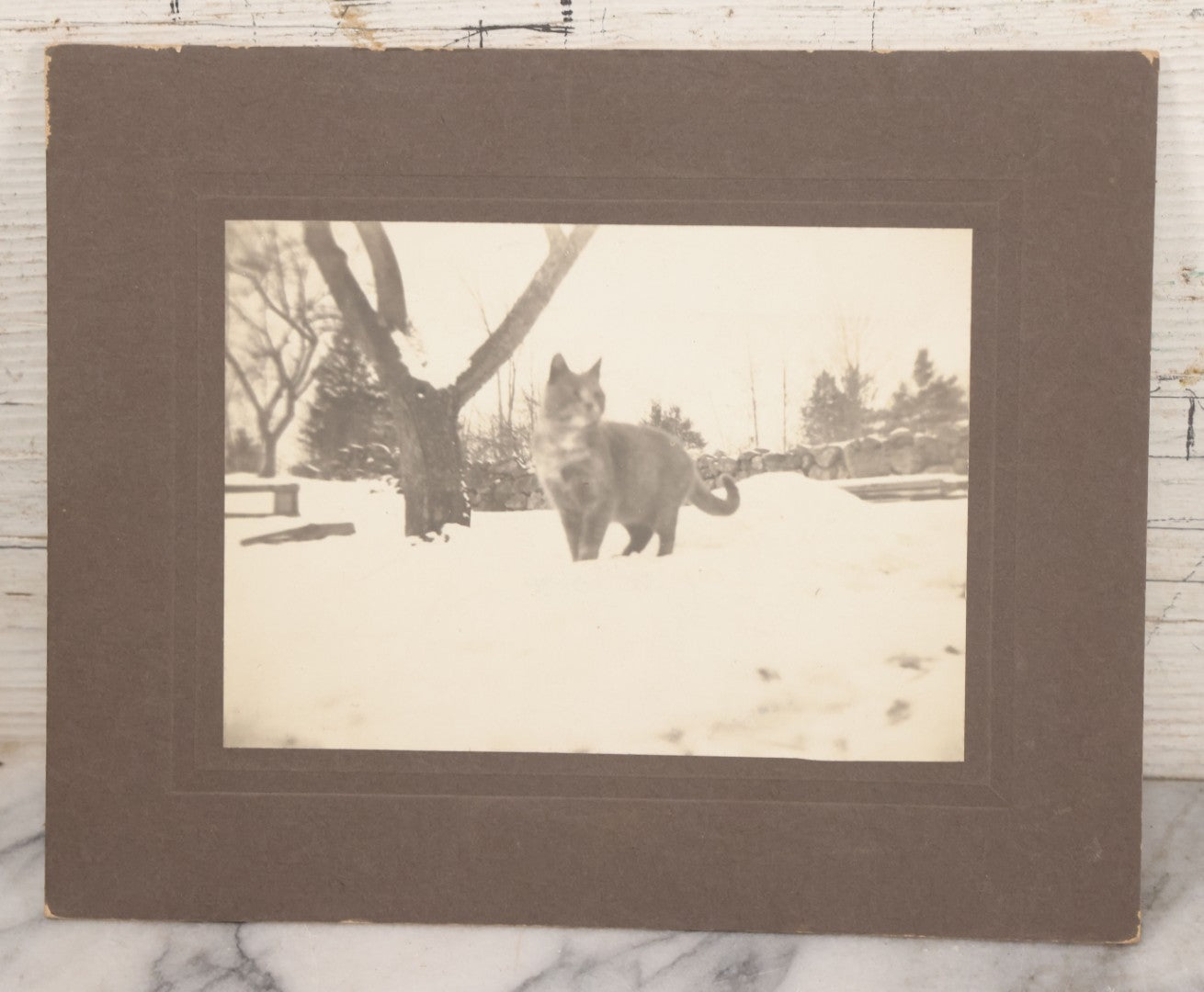 Lot 065 - Grouping Of Four Antique Boarded Photographs Of People And Animals Including Cat In Snow, Cow Being Hugged By Children, Fluffy Cat Photographed With Its Family, Black Horse