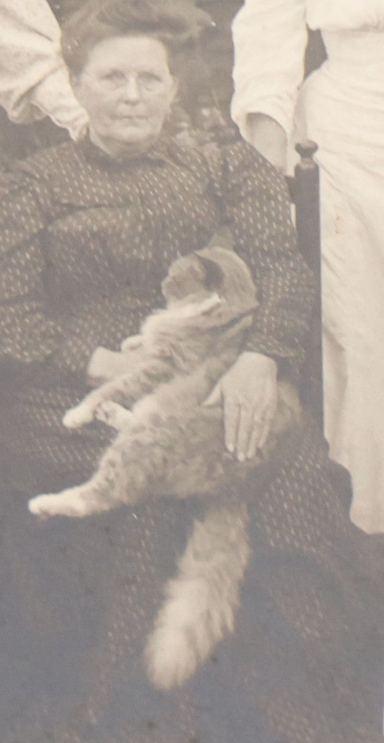 Lot 065 - Grouping Of Four Antique Boarded Photographs Of People And Animals Including Cat In Snow, Cow Being Hugged By Children, Fluffy Cat Photographed With Its Family, Black Horse