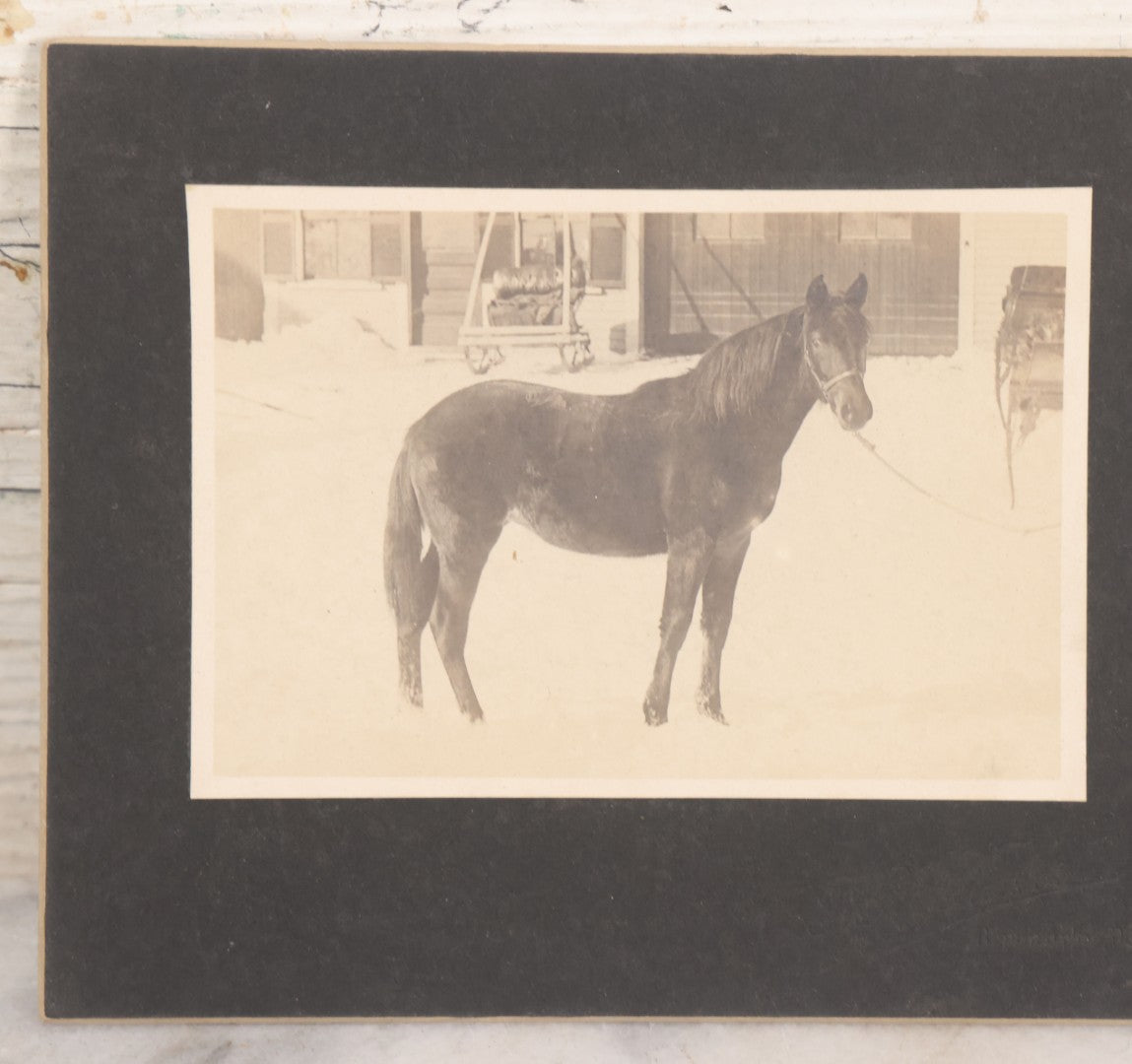 Lot 065 - Grouping Of Four Antique Boarded Photographs Of People And Animals Including Cat In Snow, Cow Being Hugged By Children, Fluffy Cat Photographed With Its Family, Black Horse