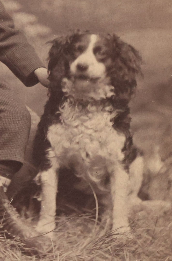 Lot 094 - Antique Cabinet Card Photograph Of Young Boy Posing With Collie Dog, Morton, Photographer