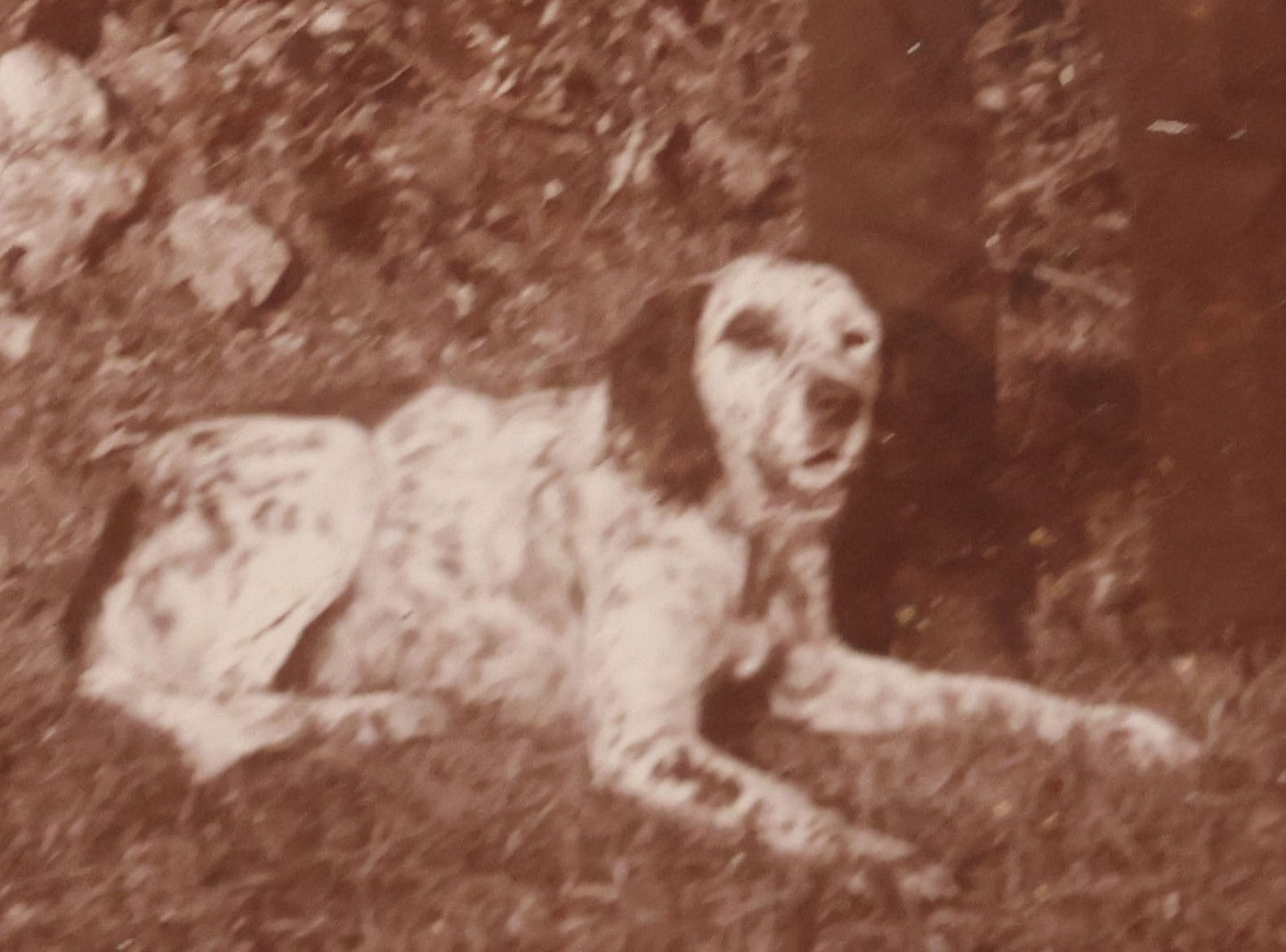 Lot 101 - Antique Cabinet Card Photograph Of Young Man Aiming A Shotgun Or Rifle With His Dog By His Feet, A.W. & G.E. Howes, Photographers, Ashfield, Massachusetts