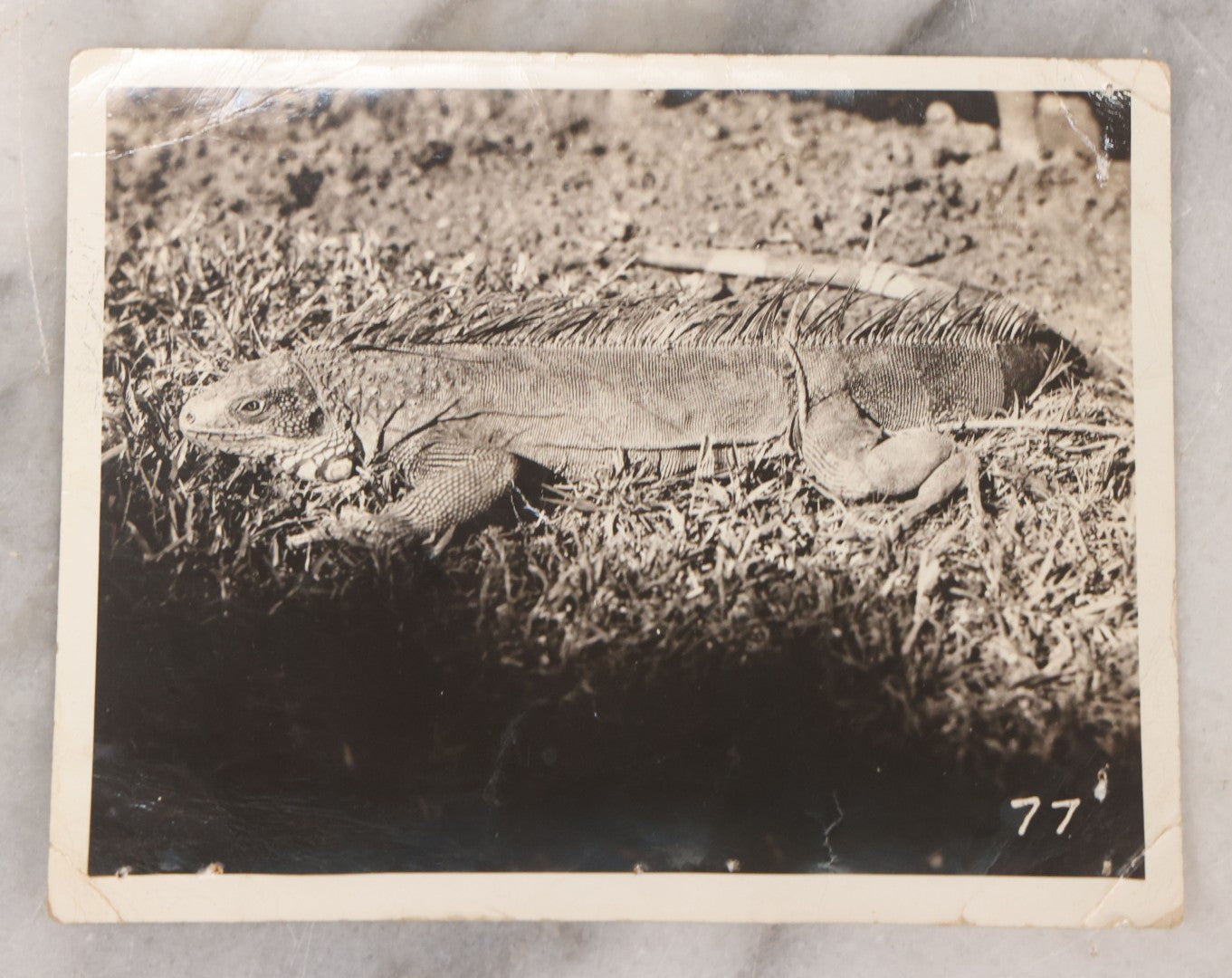 Lot 114 - Single Vintage Snapshot Photograph Of An Iguana Lizard Of The Tropic, "My Pal" Handwritten On Verso