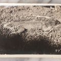 Lot 114 - Single Vintage Snapshot Photograph Of An Iguana Lizard Of The Tropic, "My Pal" Handwritten On Verso