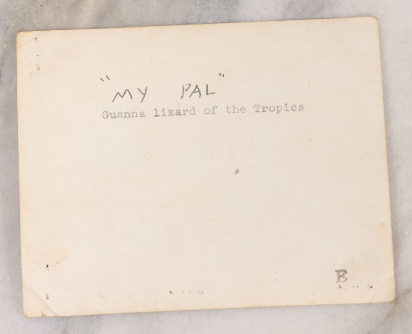 Lot 114 - Single Vintage Snapshot Photograph Of An Iguana Lizard Of The Tropic, "My Pal" Handwritten On Verso