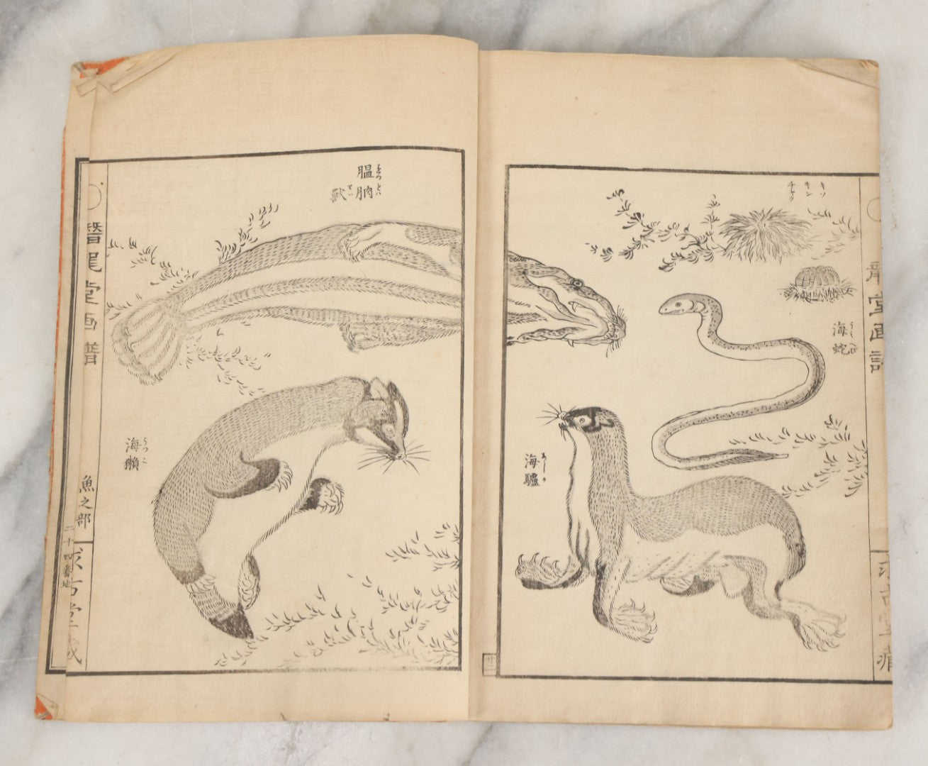 Lot 003 - Antique Japanese Meiji-Era Senryūdō Gafu Picture Manual Illustrated Album Of Fish And Sea Life, Ryutaku Kiyoshi Artist Or Compiler, Jikken-Dana, Edo/Tokyo, With Paper Cover, Hand Strung Binding, Circa 1880