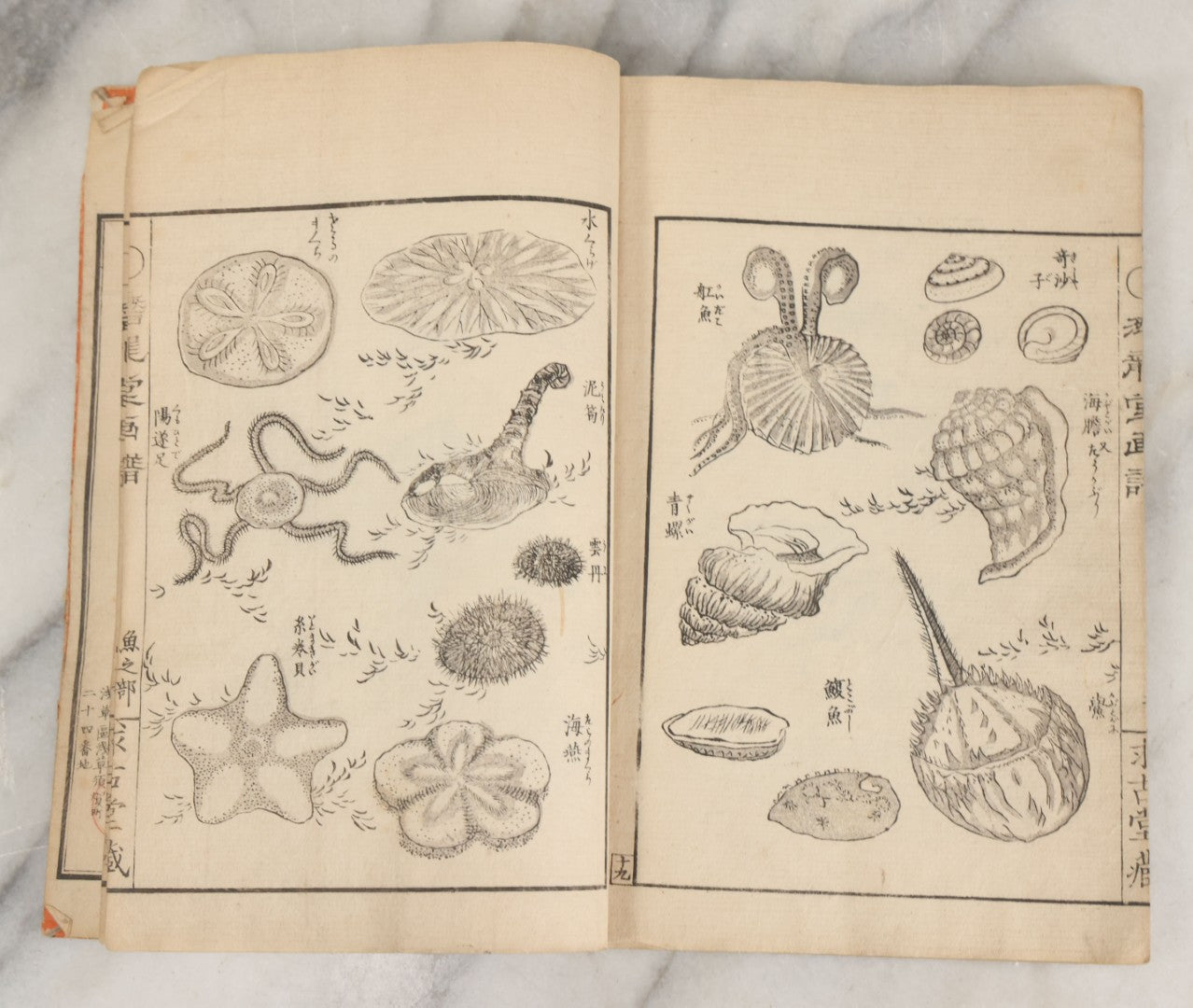 Lot 003 - Antique Japanese Meiji-Era Senryūdō Gafu Picture Manual Illustrated Album Of Fish And Sea Life, Ryutaku Kiyoshi Artist Or Compiler, Jikken-Dana, Edo/Tokyo, With Paper Cover, Hand Strung Binding, Circa 1880