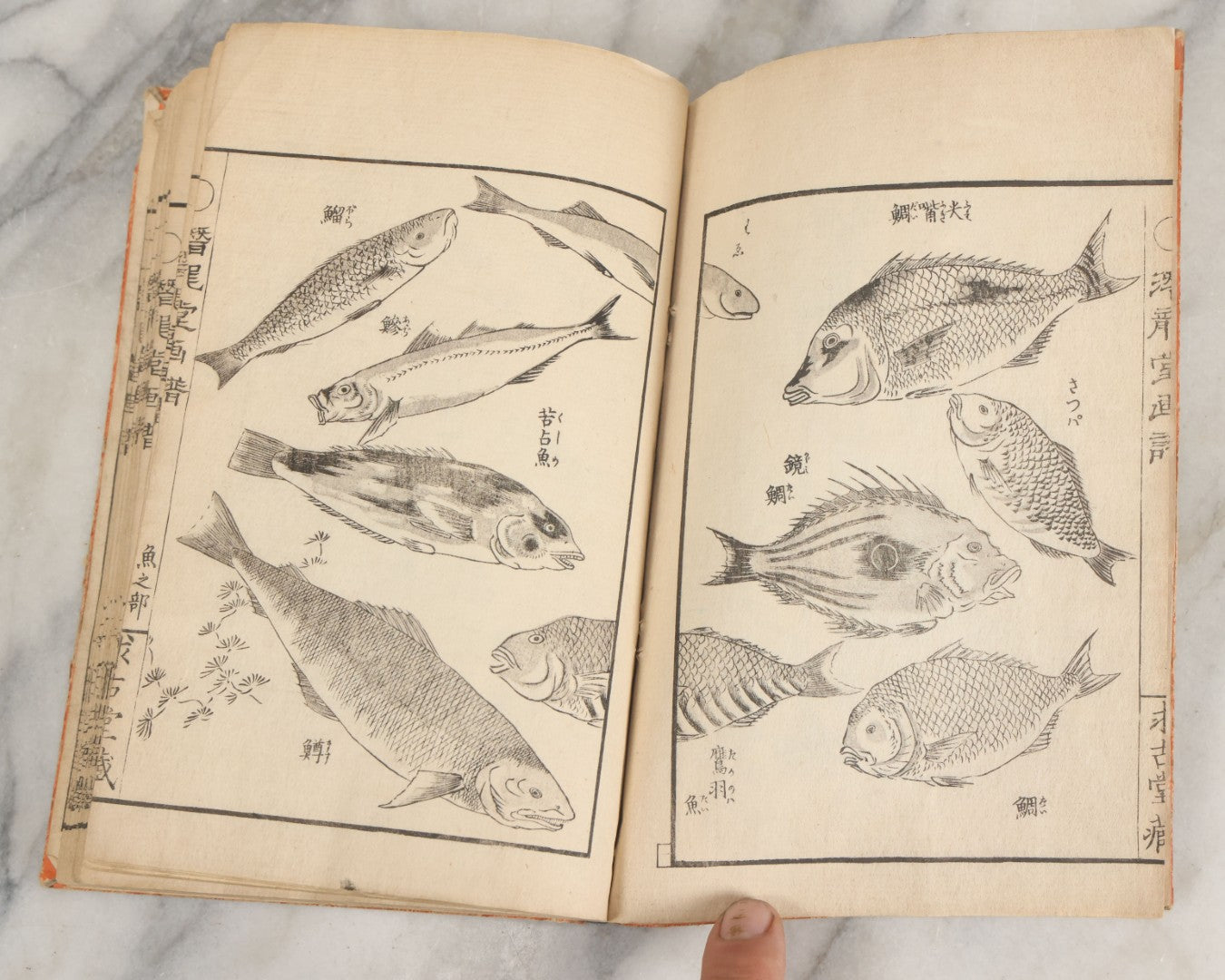 Lot 003 - Antique Japanese Meiji-Era Senryūdō Gafu Picture Manual Illustrated Album Of Fish And Sea Life, Ryutaku Kiyoshi Artist Or Compiler, Jikken-Dana, Edo/Tokyo, With Paper Cover, Hand Strung Binding, Circa 1880