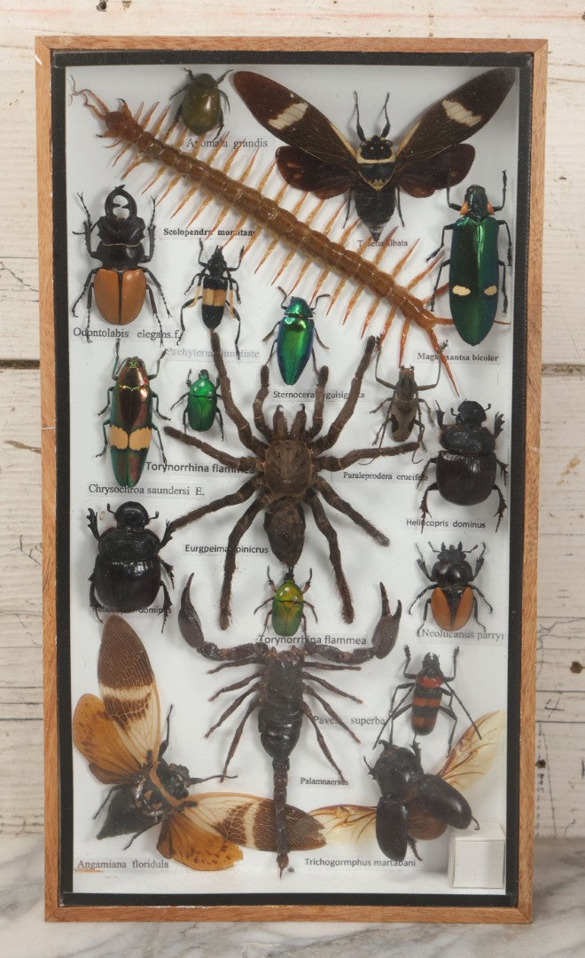 Lot 004 - Modern Shadow Box Taxidermy Insect And Bug Display With 19 Specimens Including Scorpion, Tarantula, Centipede, Moths, And Beetles, 7-7/8" x 14"