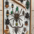 Lot 004 - Modern Shadow Box Taxidermy Insect And Bug Display With 19 Specimens Including Scorpion, Tarantula, Centipede, Moths, And Beetles, 7-7/8" x 14"