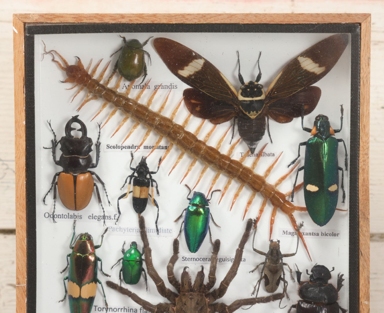 Lot 004 - Modern Shadow Box Taxidermy Insect And Bug Display With 19 Specimens Including Scorpion, Tarantula, Centipede, Moths, And Beetles, 7-7/8" x 14"