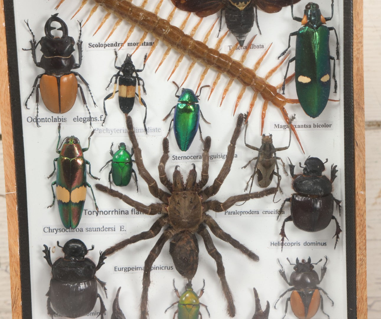 Lot 004 - Modern Shadow Box Taxidermy Insect And Bug Display With 19 Specimens Including Scorpion, Tarantula, Centipede, Moths, And Beetles, 7-7/8" x 14"