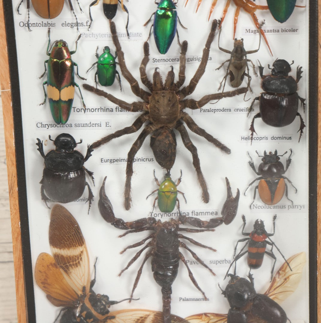 Lot 004 - Modern Shadow Box Taxidermy Insect And Bug Display With 19 Specimens Including Scorpion, Tarantula, Centipede, Moths, And Beetles, 7-7/8" x 14"