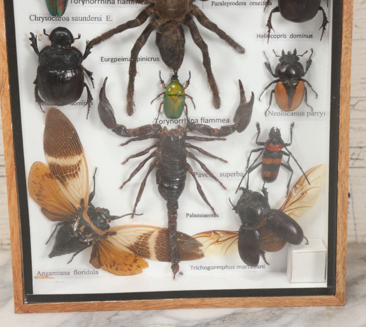 Lot 004 - Modern Shadow Box Taxidermy Insect And Bug Display With 19 Specimens Including Scorpion, Tarantula, Centipede, Moths, And Beetles, 7-7/8" x 14"
