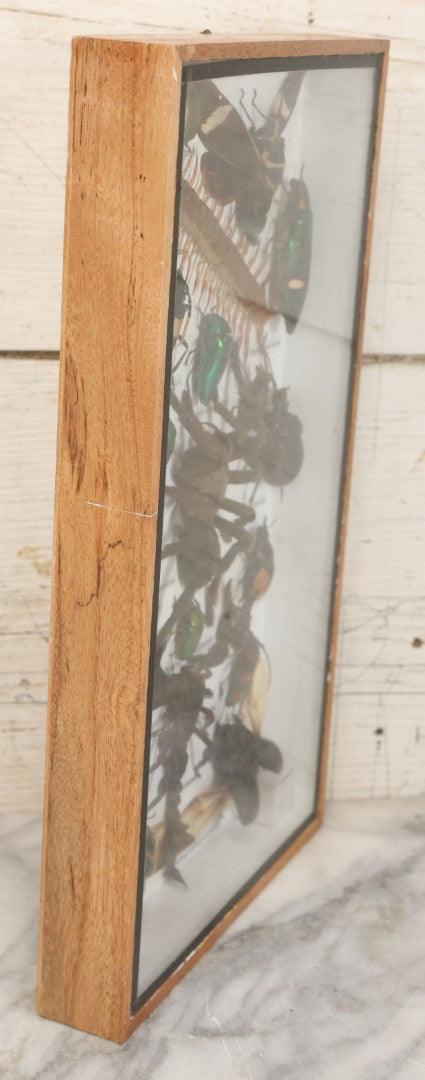 Lot 004 - Modern Shadow Box Taxidermy Insect And Bug Display With 19 Specimens Including Scorpion, Tarantula, Centipede, Moths, And Beetles, 7-7/8" x 14"