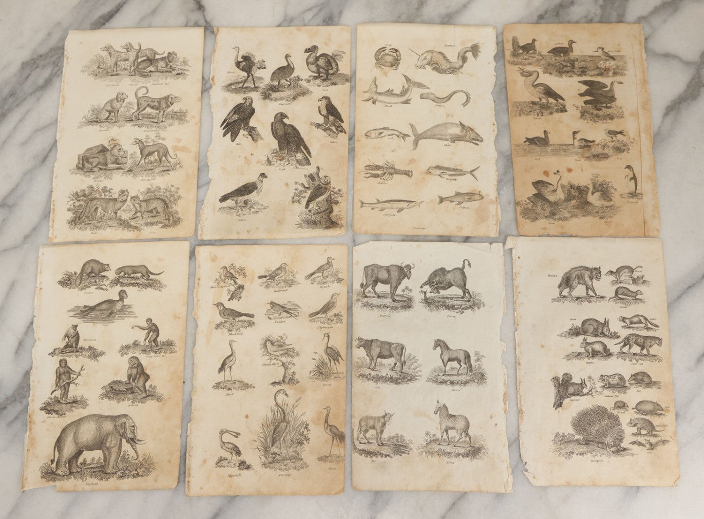 Lot 044 - Grouping Of Eight Early 19th Century Natural History Animal Engraving Book Plates With Primitive Depictions Of Various Animals Including Narwal And Other Sea Creatures, Primates, Dogs, Birds, And More