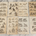 Lot 044 - Grouping Of Eight Early 19th Century Natural History Animal Engraving Book Plates With Primitive Depictions Of Various Animals Including Narwal And Other Sea Creatures, Primates, Dogs, Birds, And More
