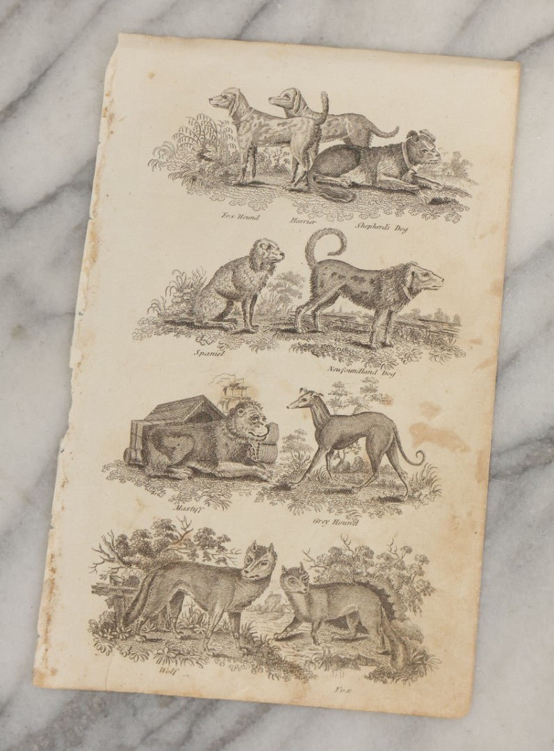 Lot 044 - Grouping Of Eight Early 19th Century Natural History Animal Engraving Book Plates With Primitive Depictions Of Various Animals Including Narwal And Other Sea Creatures, Primates, Dogs, Birds, And More