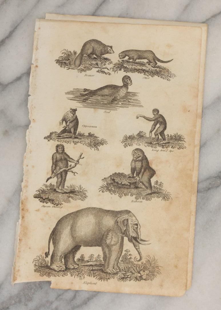 Lot 044 - Grouping Of Eight Early 19th Century Natural History Animal Engraving Book Plates With Primitive Depictions Of Various Animals Including Narwal And Other Sea Creatures, Primates, Dogs, Birds, And More