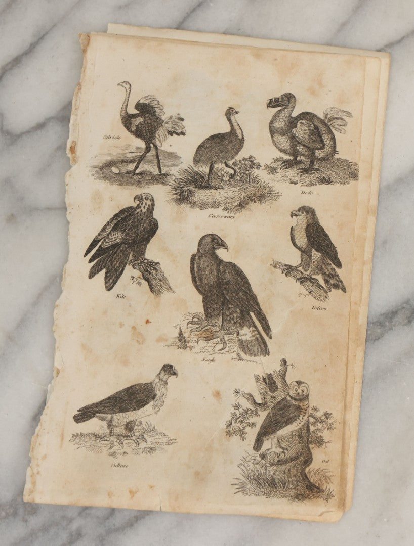 Lot 044 - Grouping Of Eight Early 19th Century Natural History Animal Engraving Book Plates With Primitive Depictions Of Various Animals Including Narwal And Other Sea Creatures, Primates, Dogs, Birds, And More