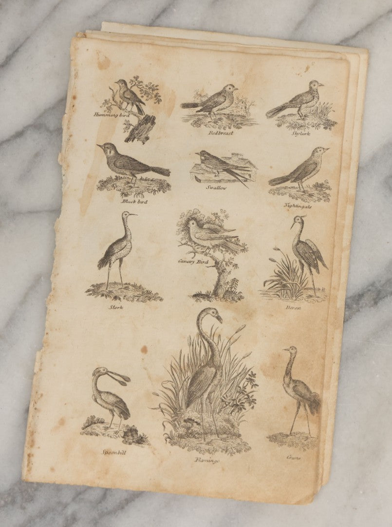 Lot 044 - Grouping Of Eight Early 19th Century Natural History Animal Engraving Book Plates With Primitive Depictions Of Various Animals Including Narwal And Other Sea Creatures, Primates, Dogs, Birds, And More