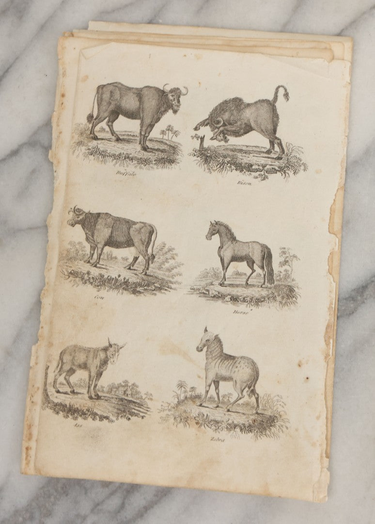 Lot 044 - Grouping Of Eight Early 19th Century Natural History Animal Engraving Book Plates With Primitive Depictions Of Various Animals Including Narwal And Other Sea Creatures, Primates, Dogs, Birds, And More