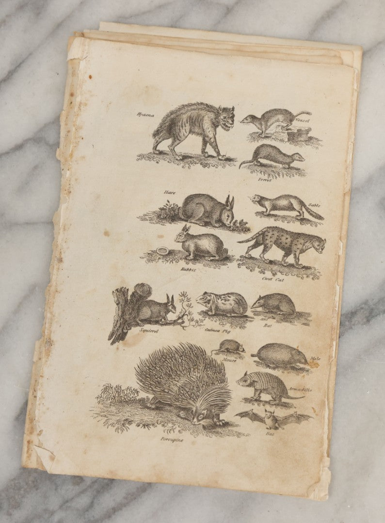 Lot 044 - Grouping Of Eight Early 19th Century Natural History Animal Engraving Book Plates With Primitive Depictions Of Various Animals Including Narwal And Other Sea Creatures, Primates, Dogs, Birds, And More