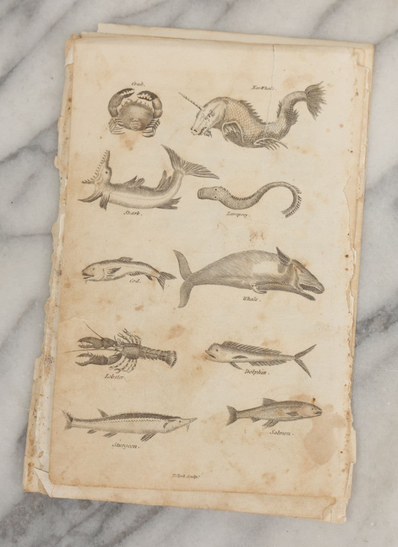 Lot 044 - Grouping Of Eight Early 19th Century Natural History Animal Engraving Book Plates With Primitive Depictions Of Various Animals Including Narwal And Other Sea Creatures, Primates, Dogs, Birds, And More