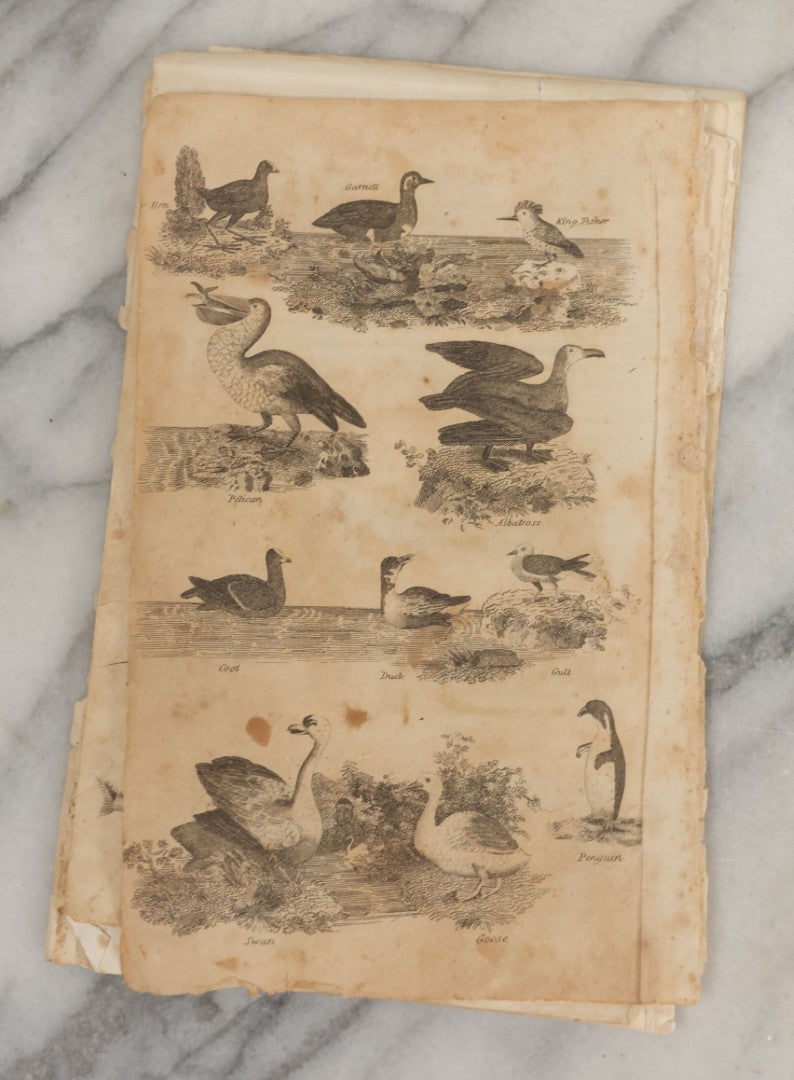 Lot 044 - Grouping Of Eight Early 19th Century Natural History Animal Engraving Book Plates With Primitive Depictions Of Various Animals Including Narwal And Other Sea Creatures, Primates, Dogs, Birds, And More