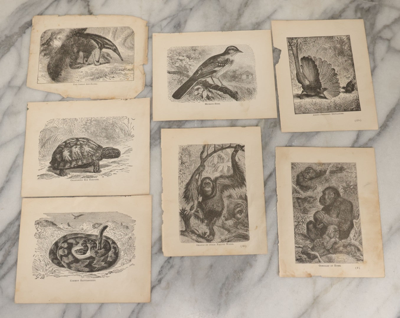 Lot 045 - Grouping Of Seven Late 19th Century Natural History Animal Engraving Book Plates Including Primates, Reptiles, Birds, And Mammals