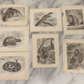 Lot 045 - Grouping Of Seven Late 19th Century Natural History Animal Engraving Book Plates Including Primates, Reptiles, Birds, And Mammals