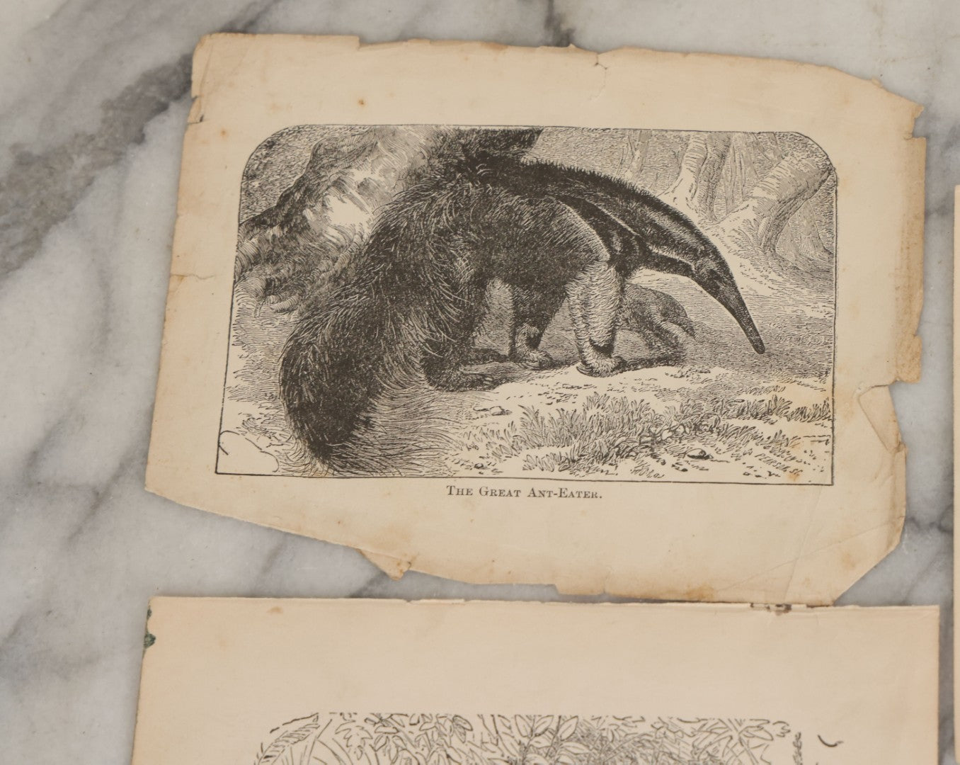 Lot 045 - Grouping Of Seven Late 19th Century Natural History Animal Engraving Book Plates Including Primates, Reptiles, Birds, And Mammals