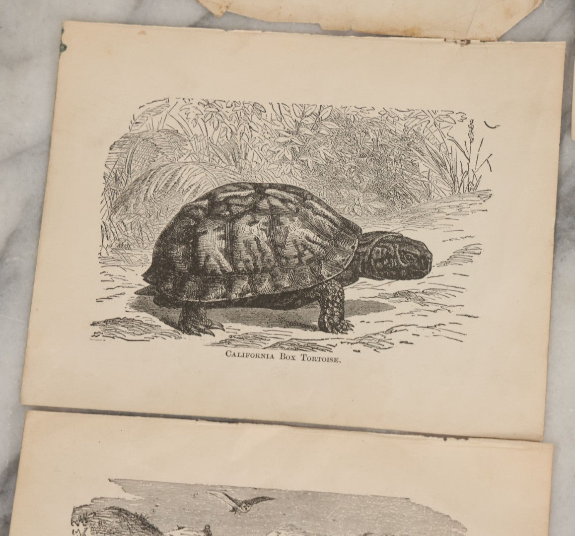 Lot 045 - Grouping Of Seven Late 19th Century Natural History Animal Engraving Book Plates Including Primates, Reptiles, Birds, And Mammals
